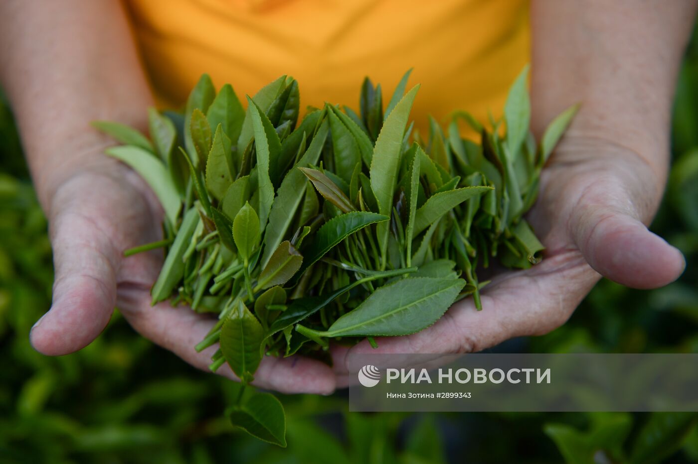 Производство чая в Сочи