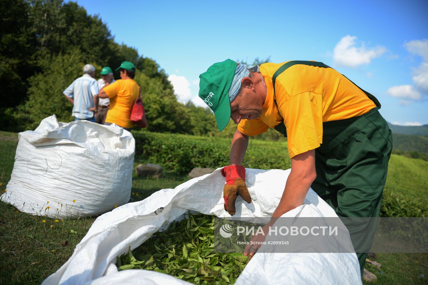 Производство чая в Сочи