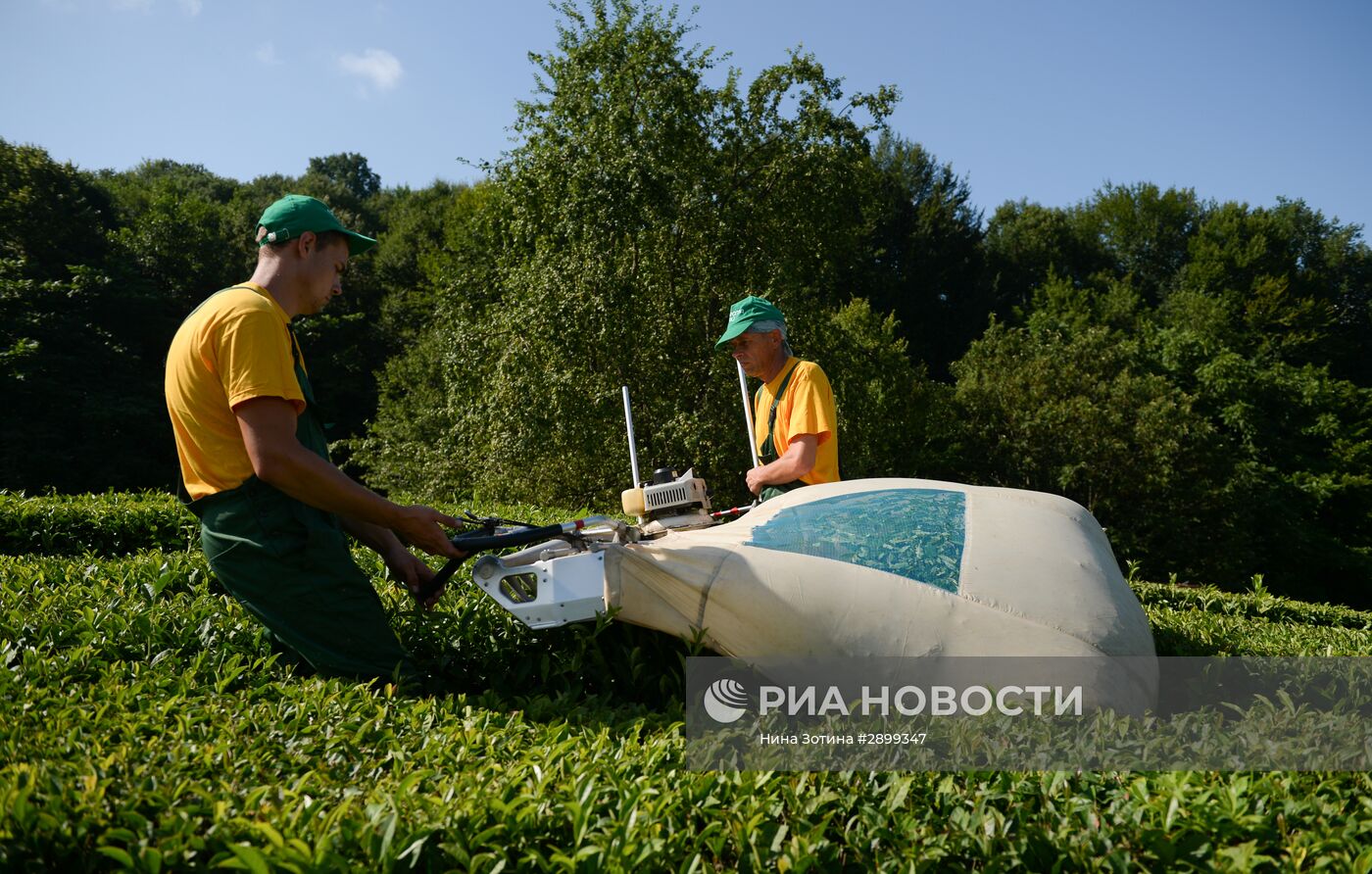 Производство чая в Сочи