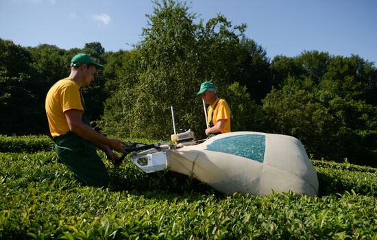 Производство чая в Сочи