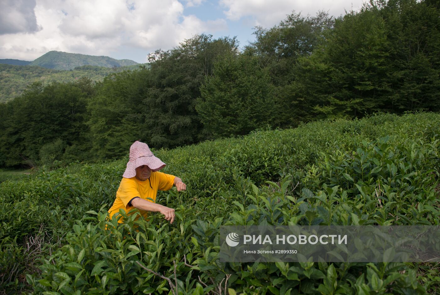 Производство чая в Сочи