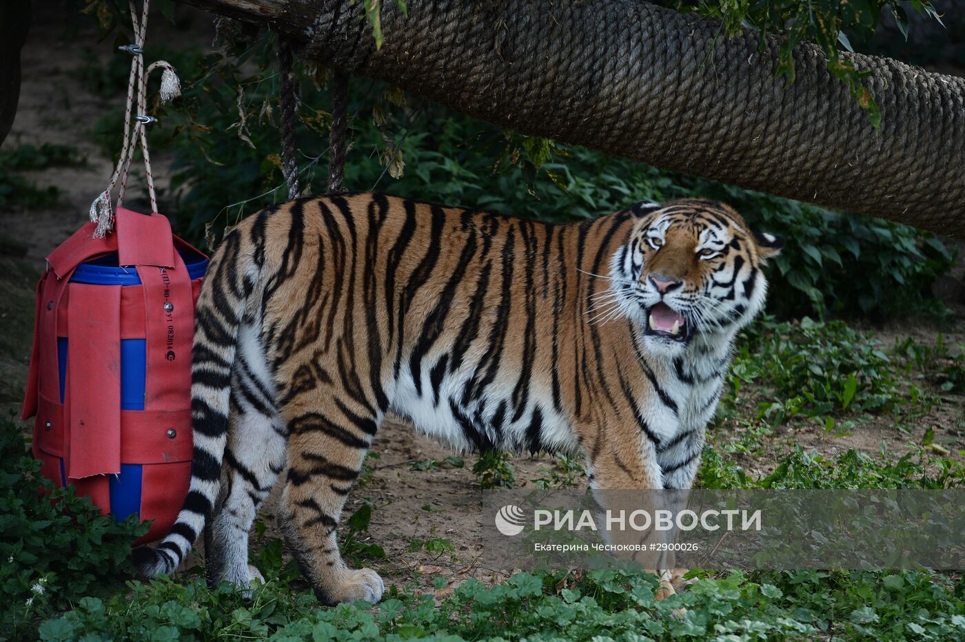 Амурский тигр стал новым питомцем Московского зоопарка