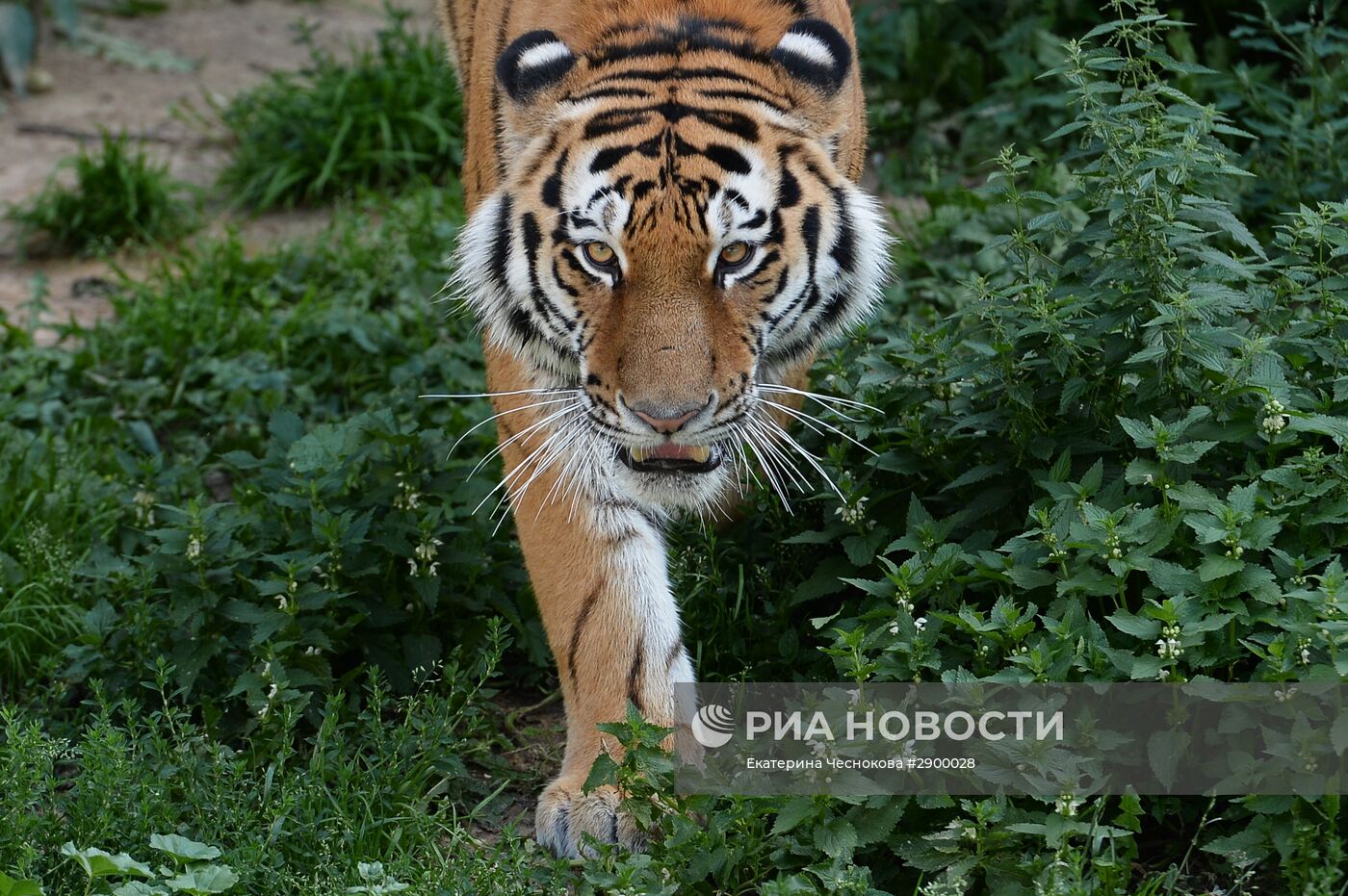 Амурский тигр стал новым питомцем Московского зоопарка