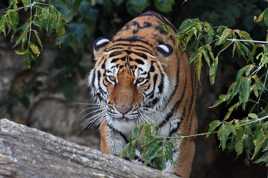 Амурский тигр стал новым питомцем Московского зоопарка