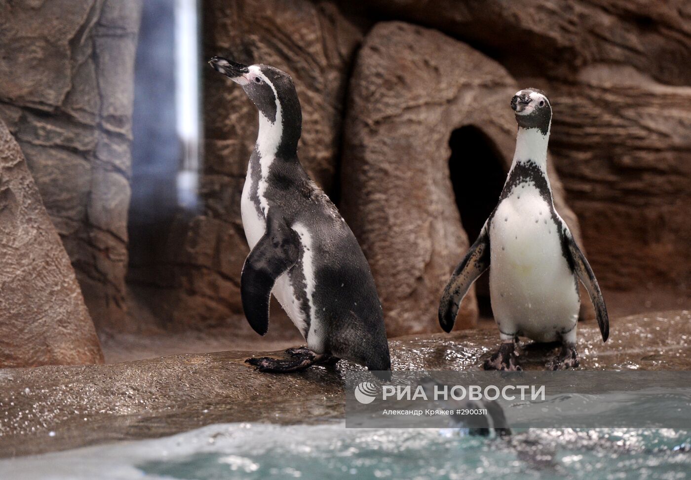 Пингвины в Новосибирском зоопарке