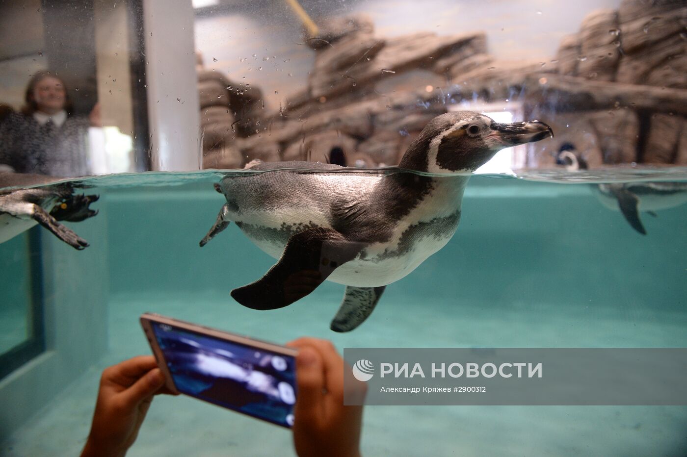 Пингвины в Новосибирском зоопарке