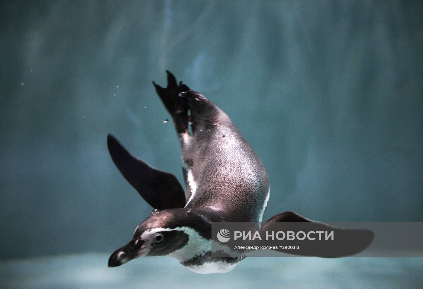 Пингвины в Новосибирском зоопарке
