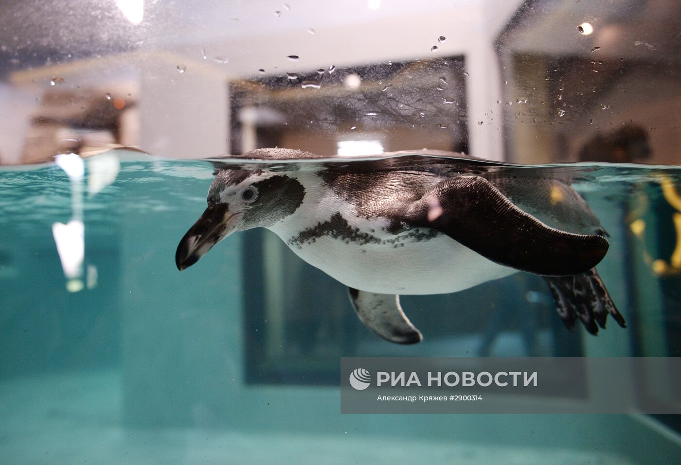 Пингвины в Новосибирском зоопарке