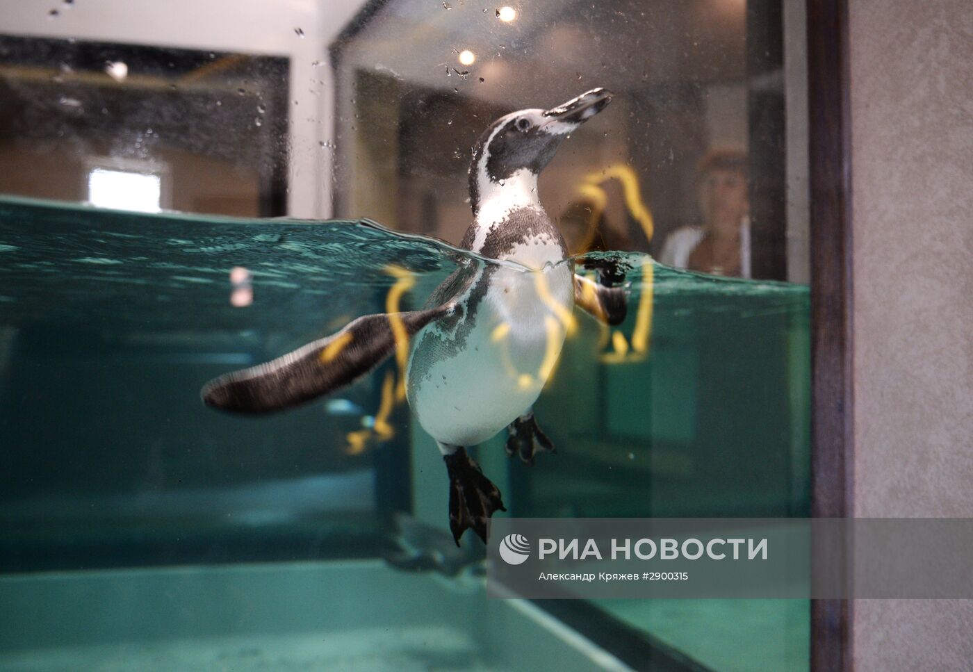 Пингвины в Новосибирском зоопарке