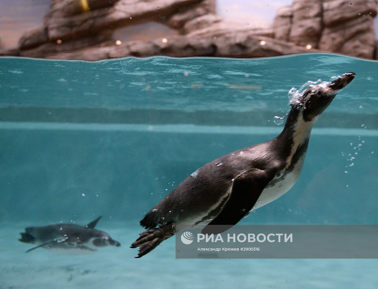 Пингвины в Новосибирском зоопарке