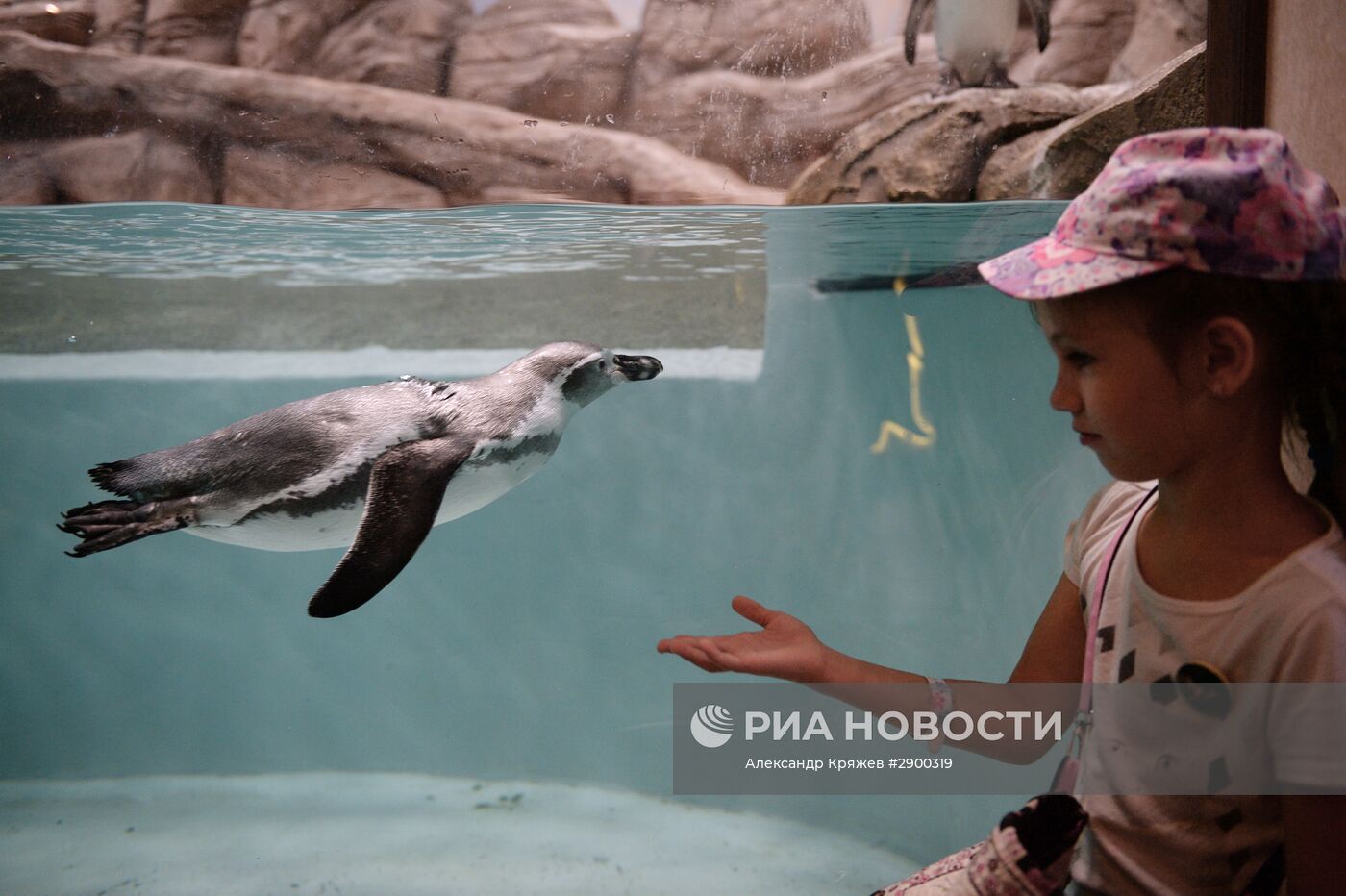 Пингвины в Новосибирском зоопарке