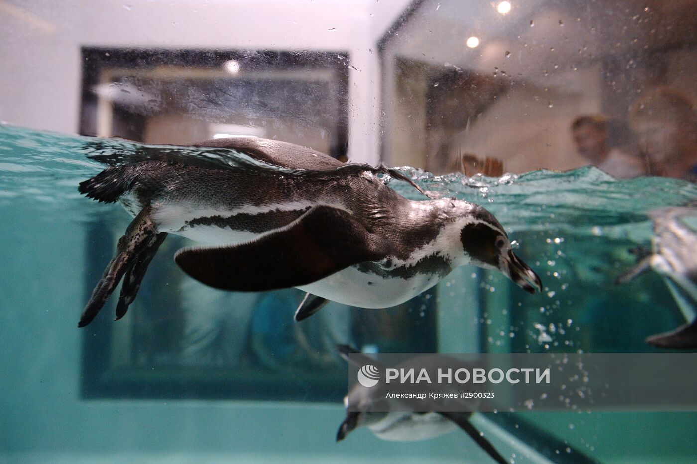 Пингвины в Новосибирском зоопарке