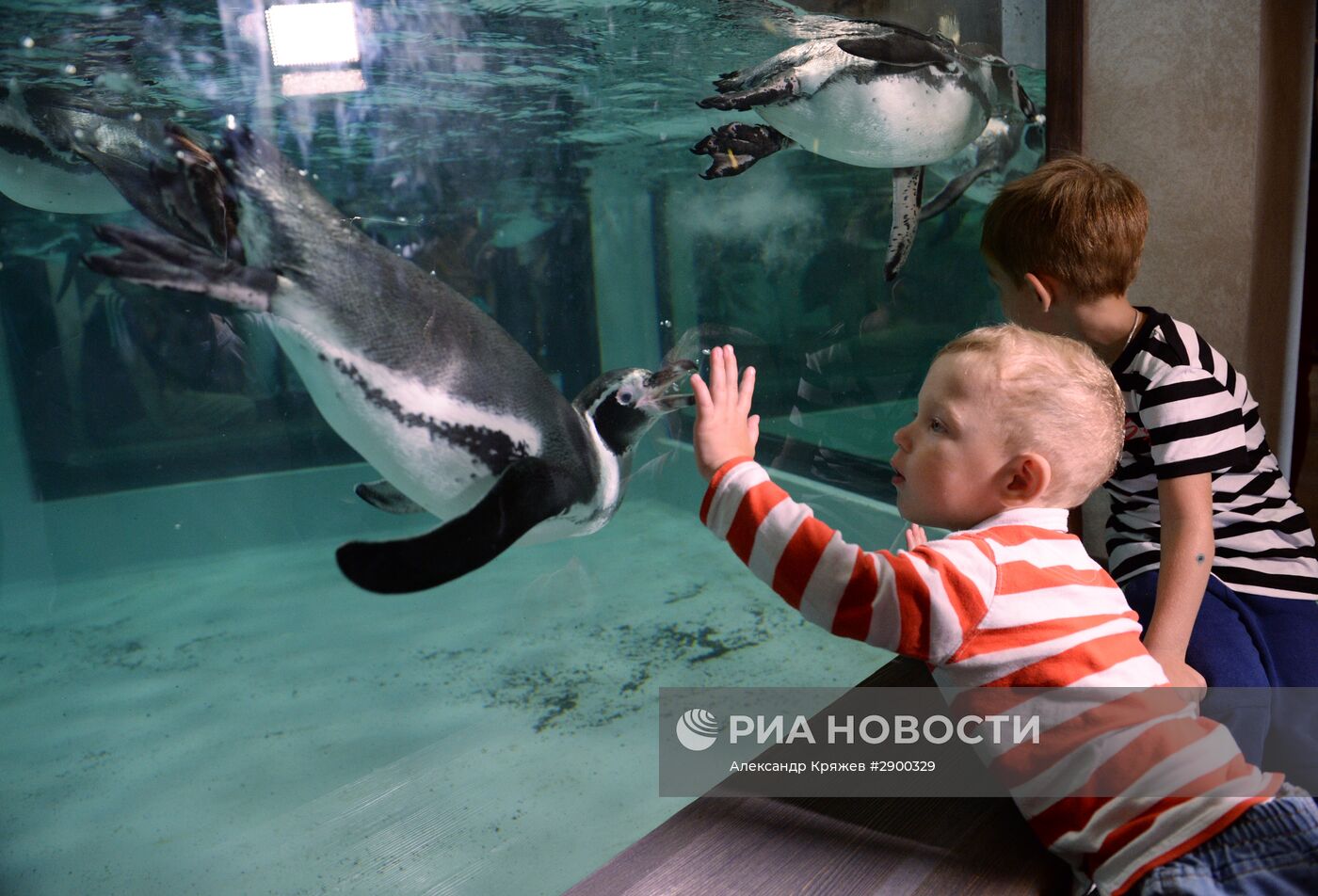 Пингвины в Новосибирском зоопарке