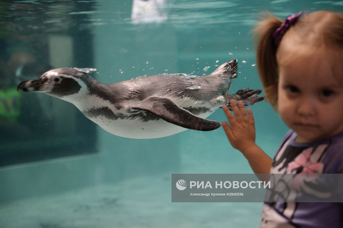 Пингвины в Новосибирском зоопарке
