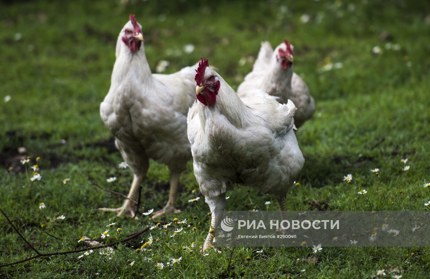 Ферма Владимира Жириновского