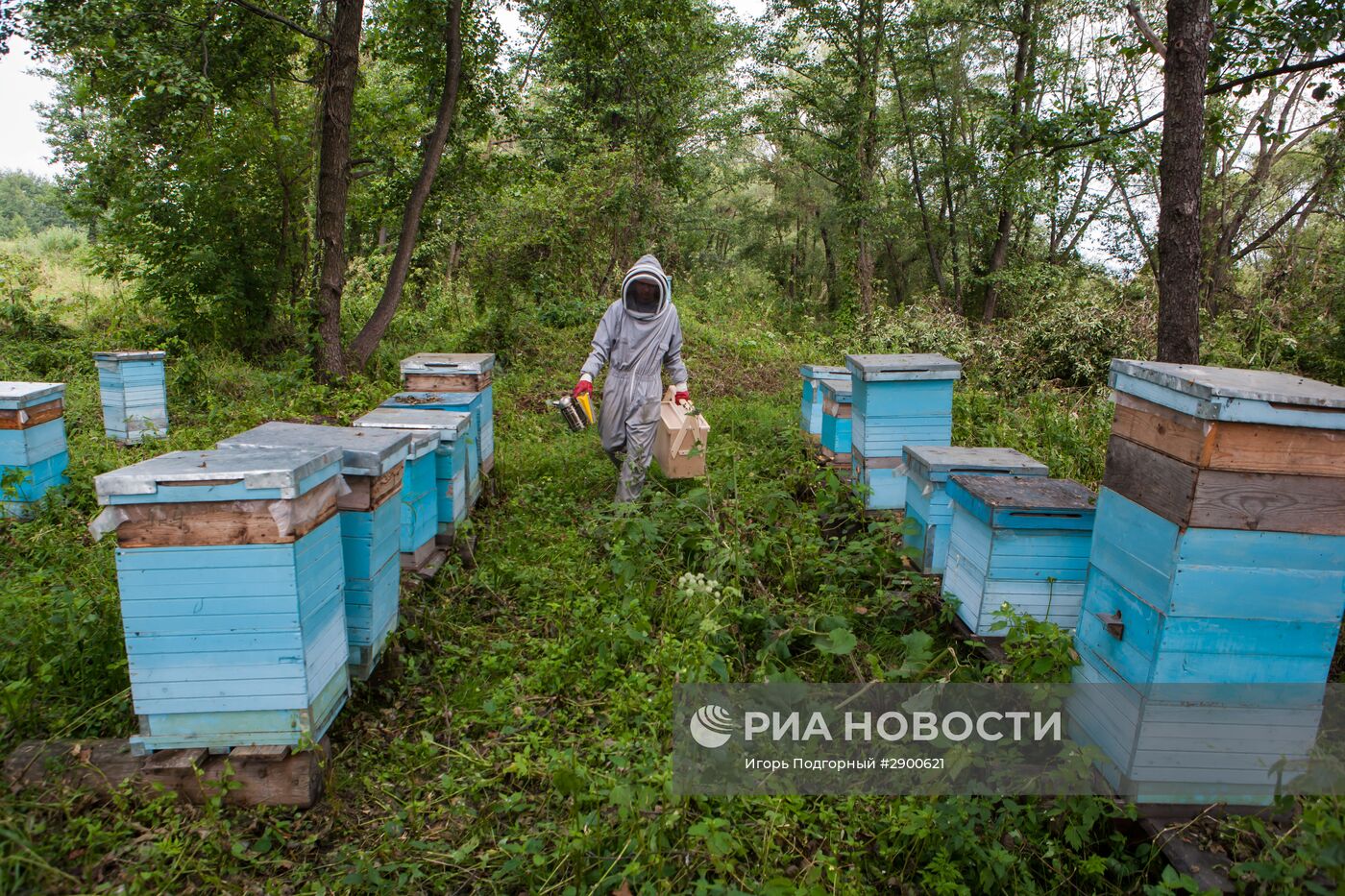 Пасека в Рязанской области