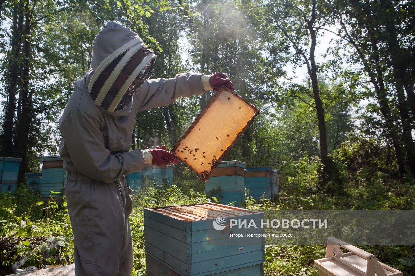 Пасека в Рязанской области