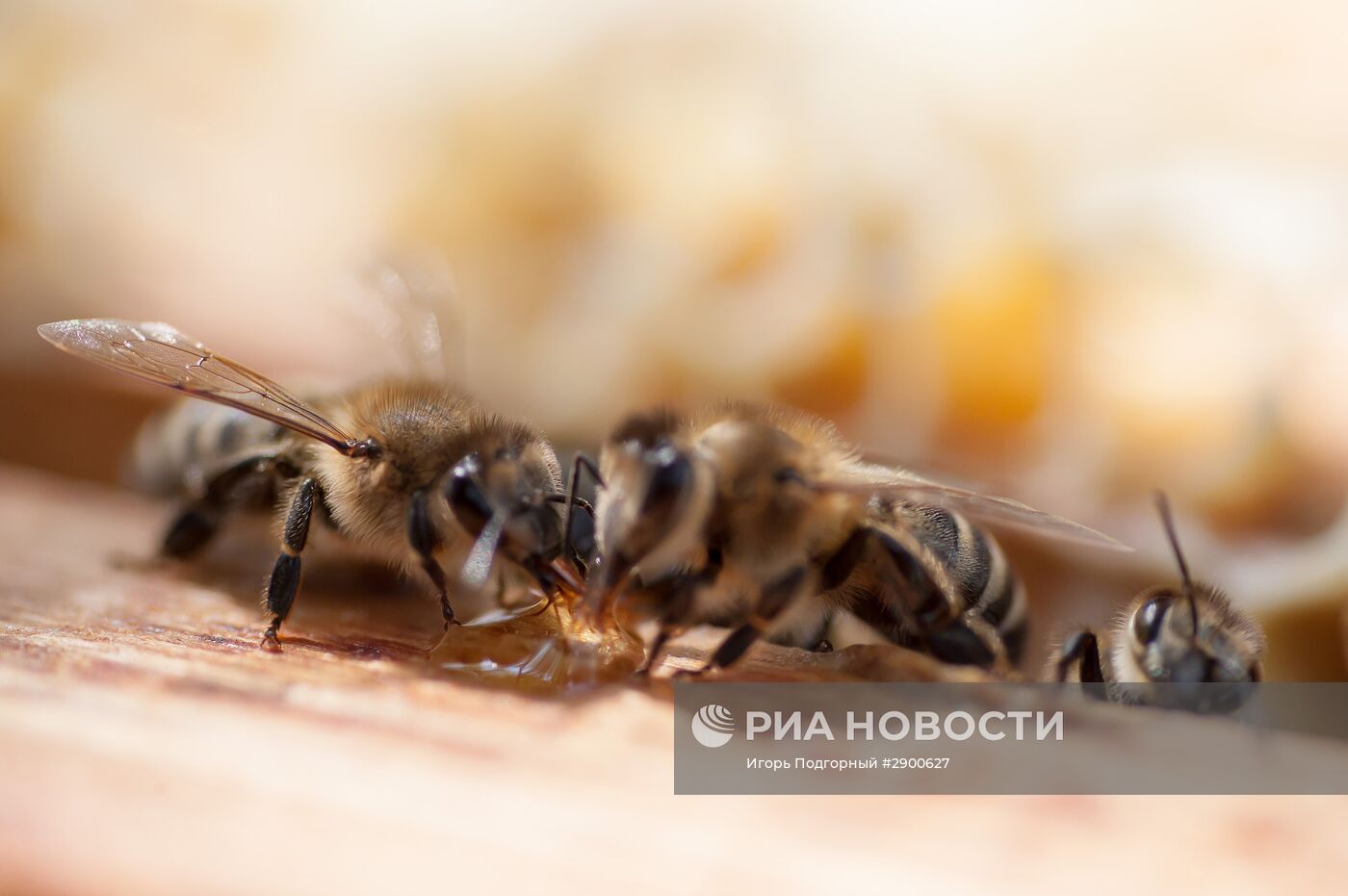 Пасека в Рязанской области