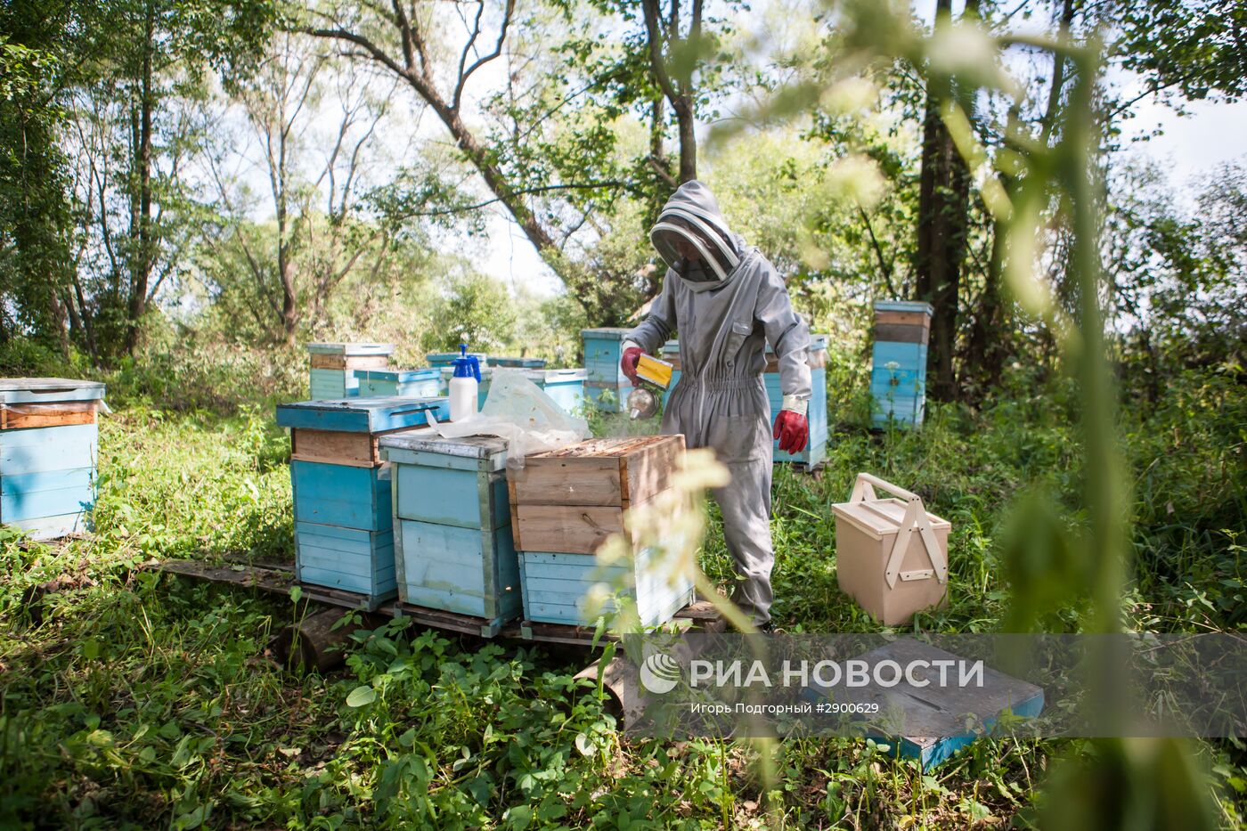 Пасека в Рязанской области