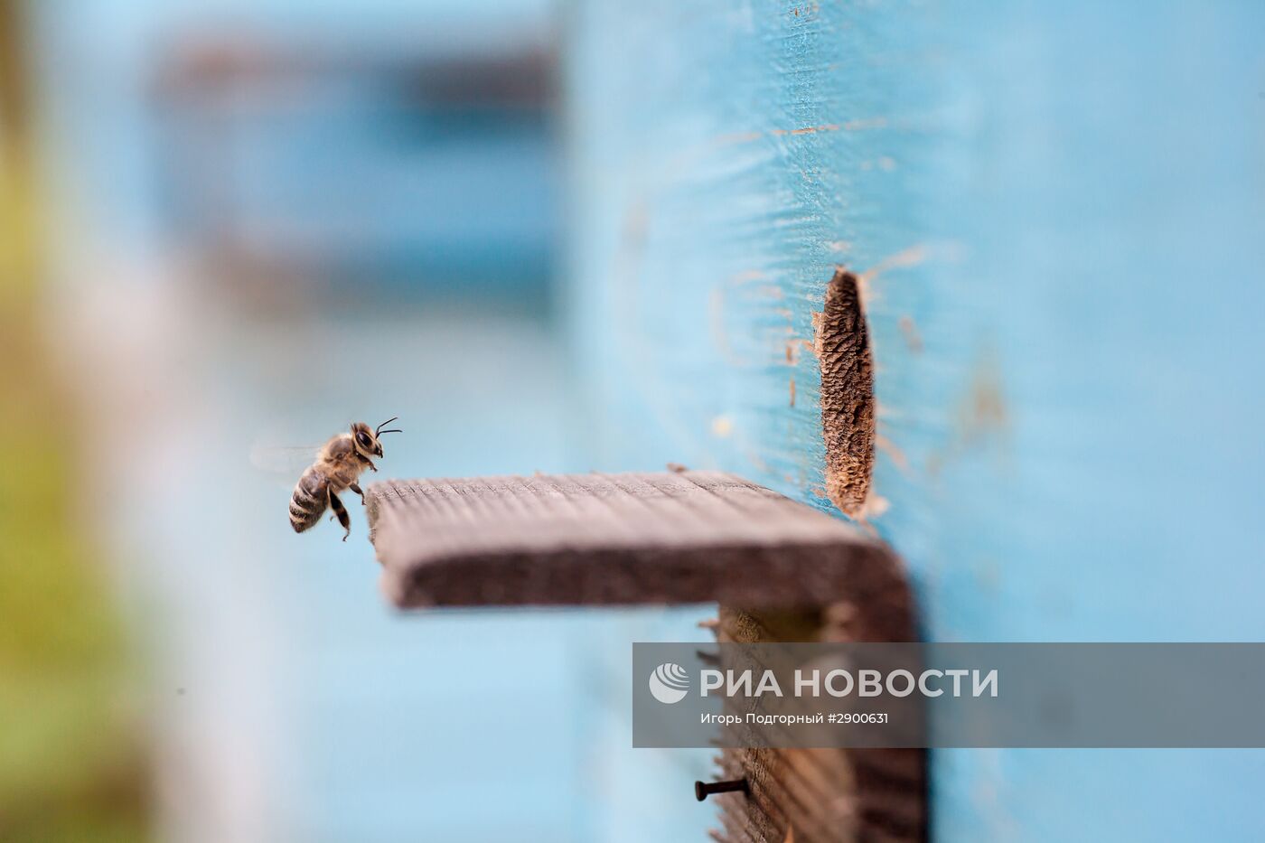 Пасека в Рязанской области