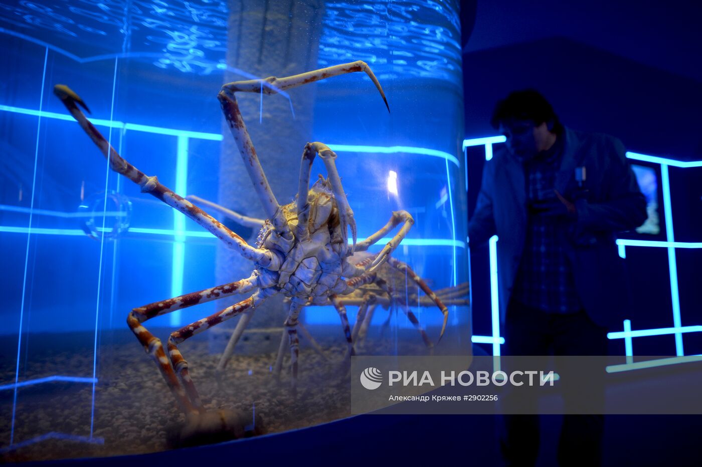 Открытие дельфинария в Новосибирске