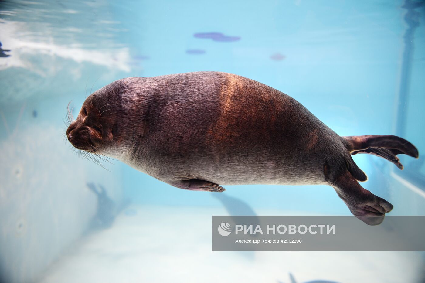Открытие дельфинария в Новосибирске