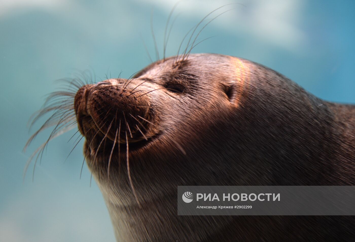 Открытие дельфинария в Новосибирске