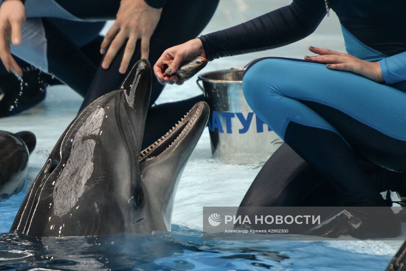 Открытие дельфинария в Новосибирске