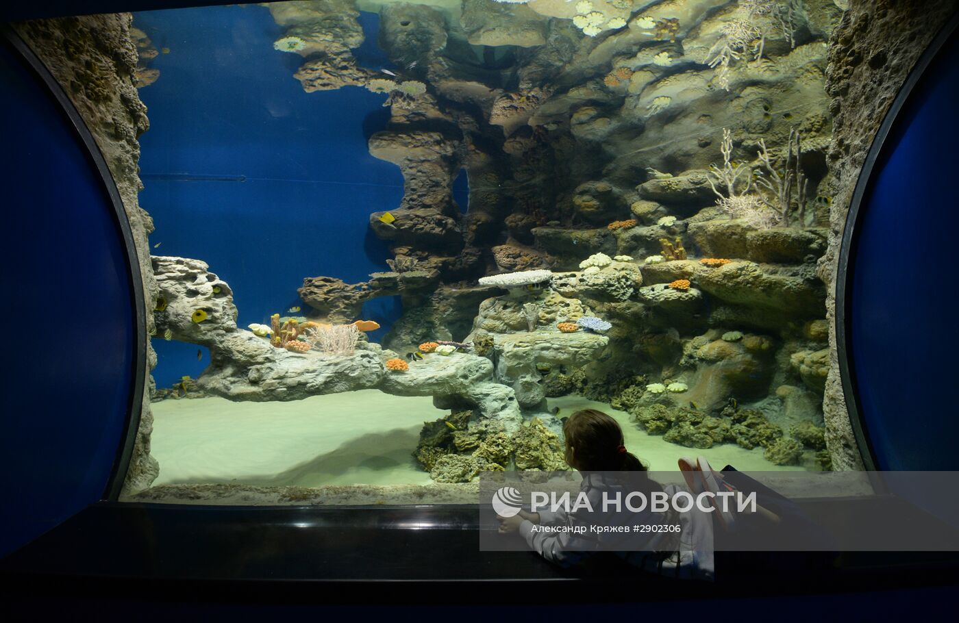 Открытие дельфинария в Новосибирске