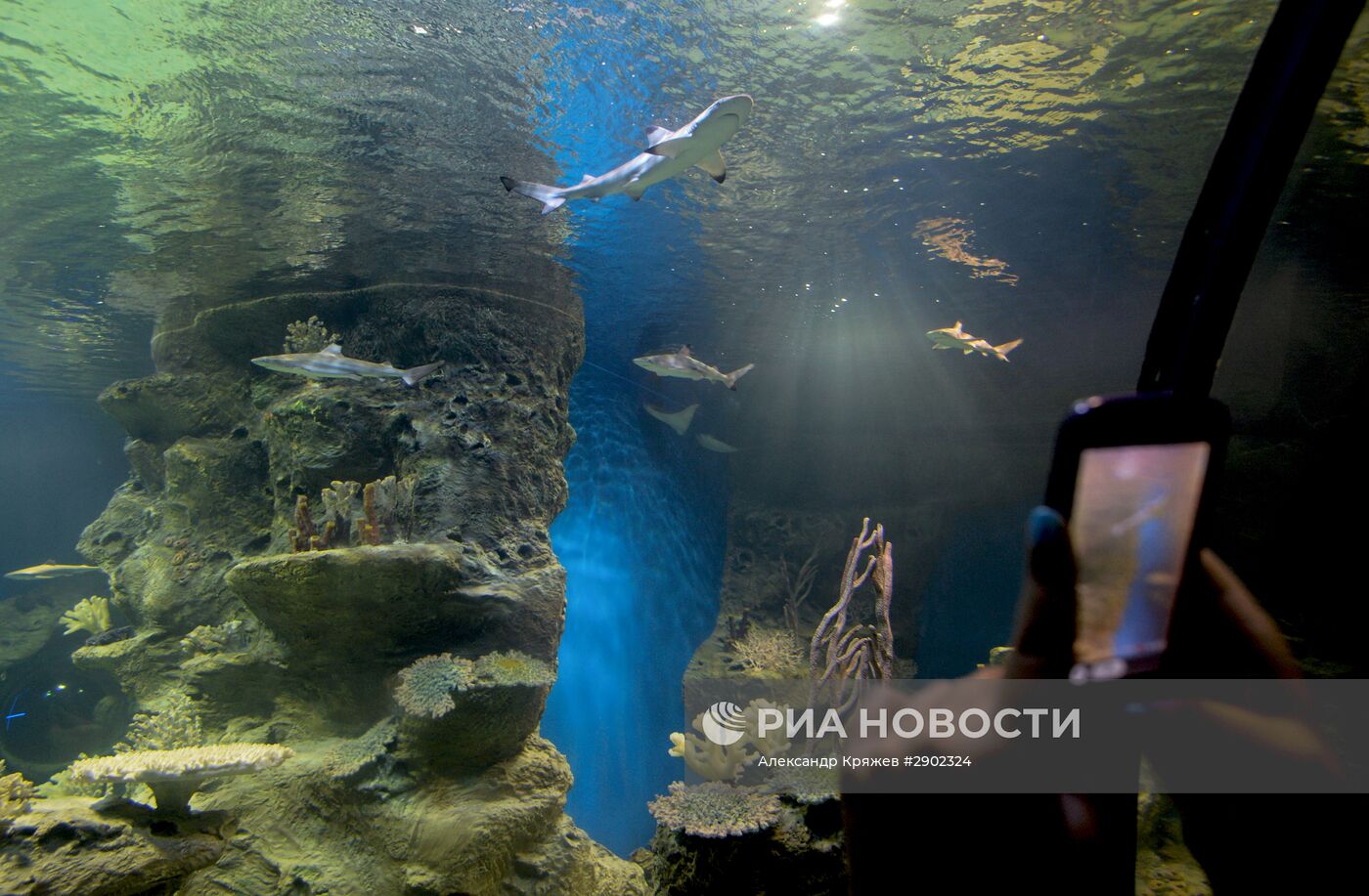 Открытие дельфинария в Новосибирске