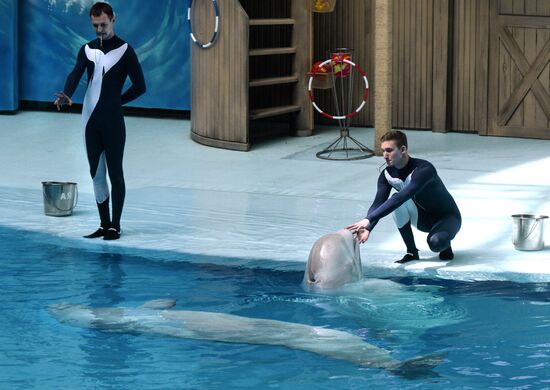 Открытие дельфинария в Новосибирске