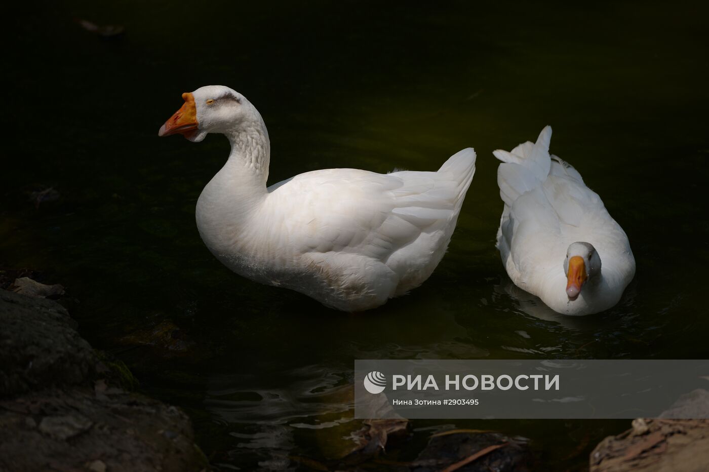 Парк "Дендрарий" в Сочи