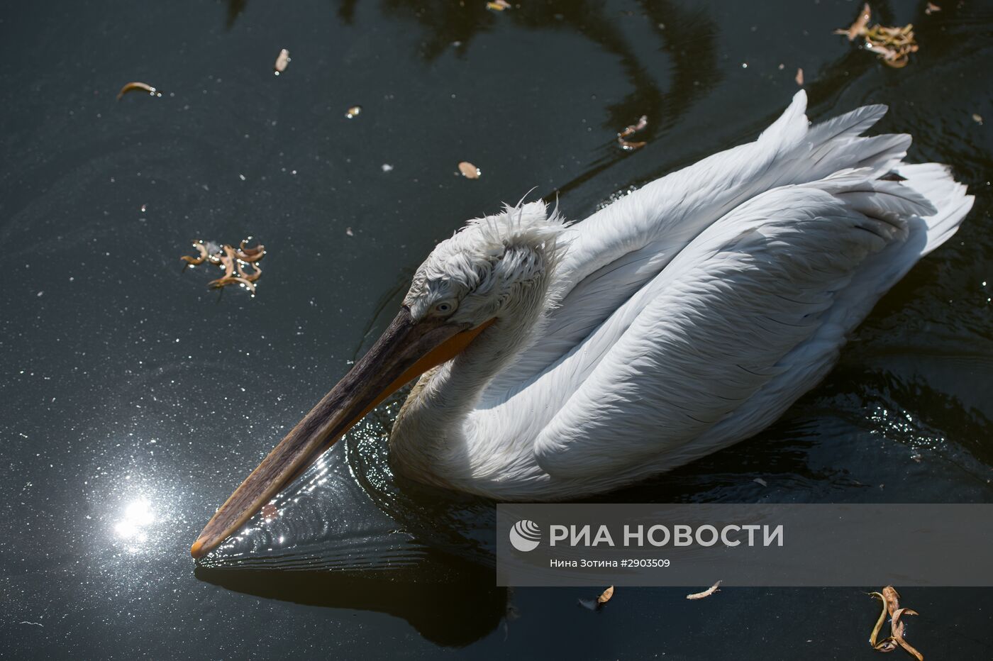 Парк "Дендрарий" в Сочи