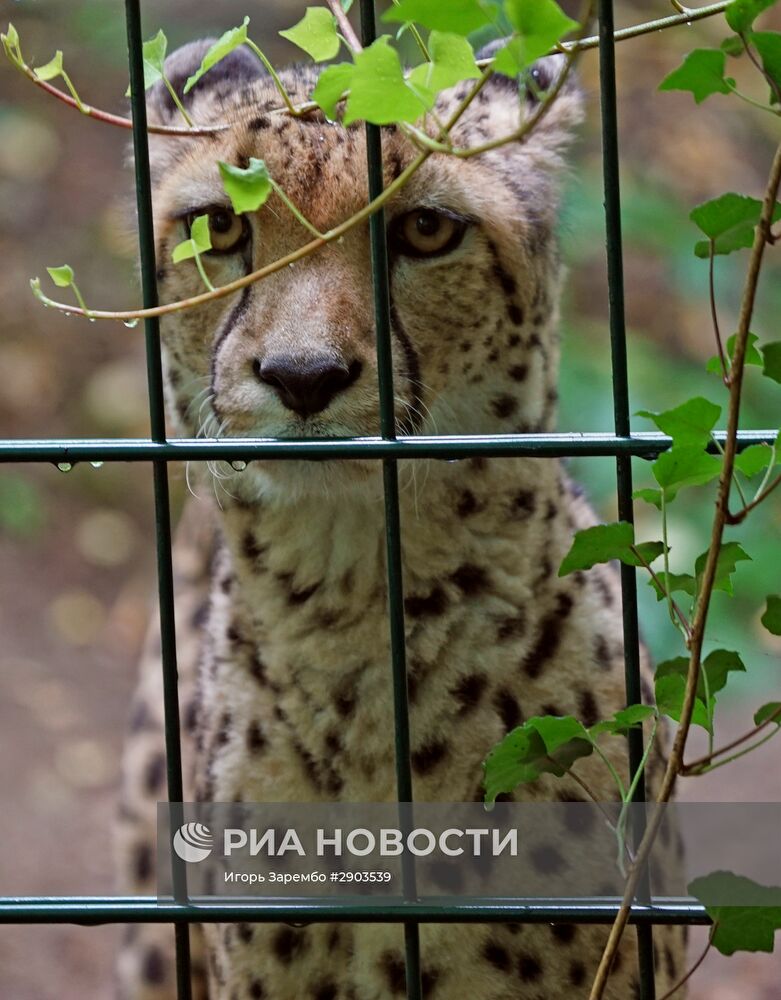 Зоопарк в Эберсвальде