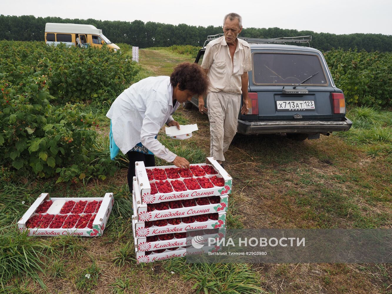 Сбор малины в Краснодарском крае