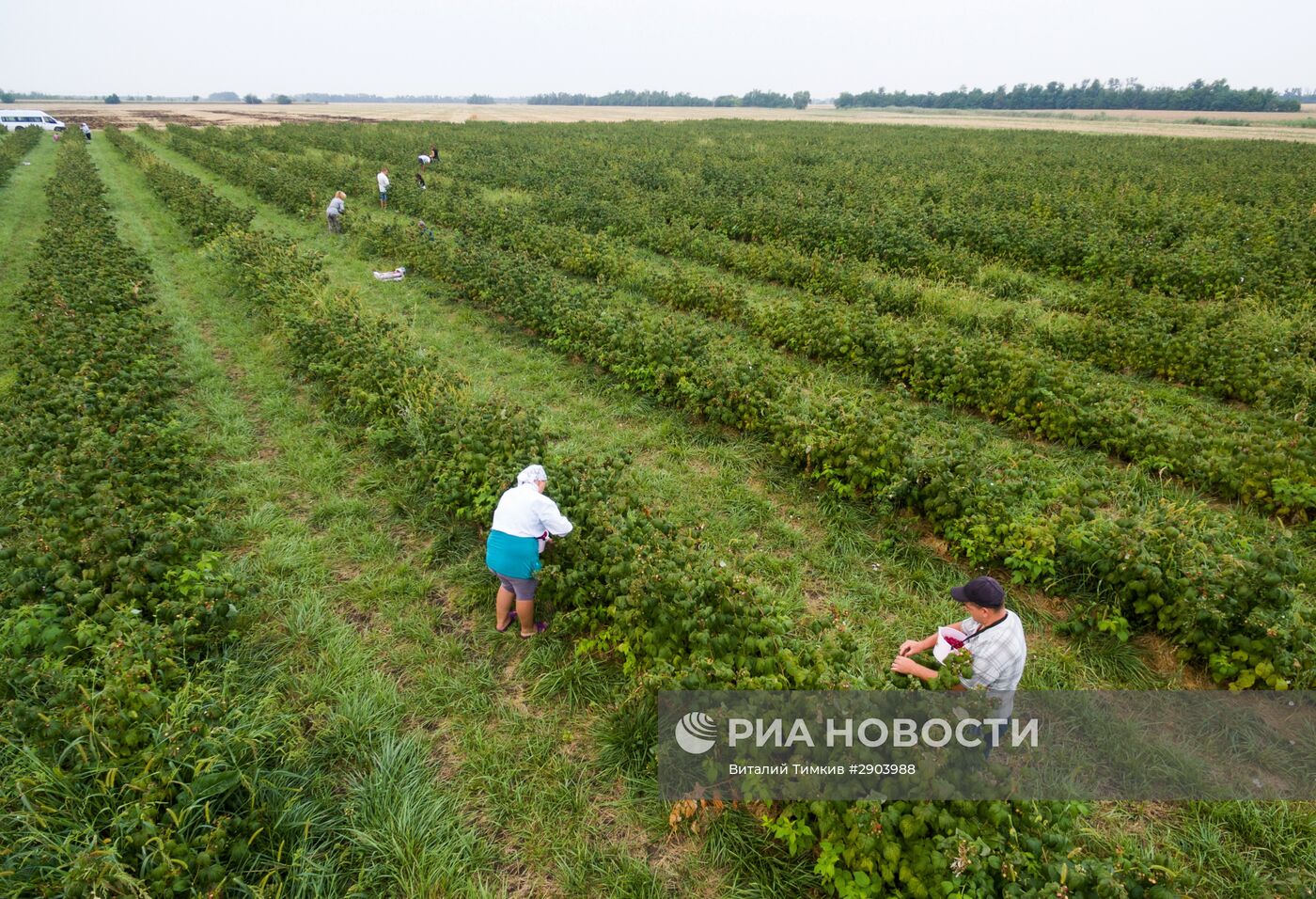 Сбор малины в Краснодарском крае