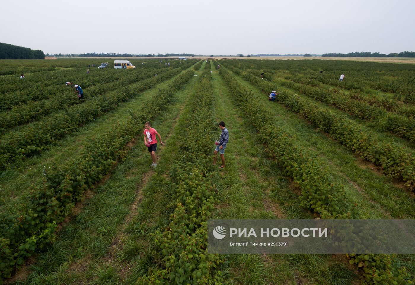 Сбор малины в Краснодарском крае