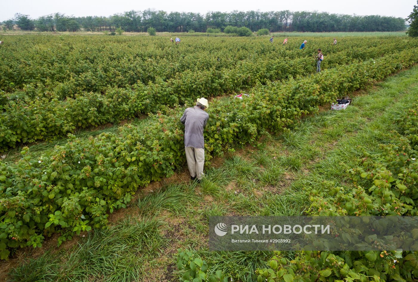 Сбор малины в Краснодарском крае