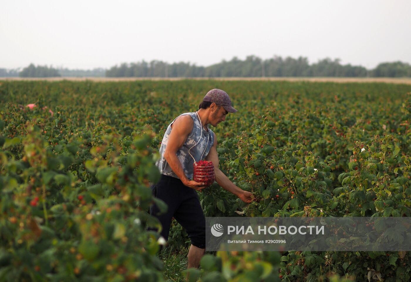 Сбор малины в Краснодарском крае