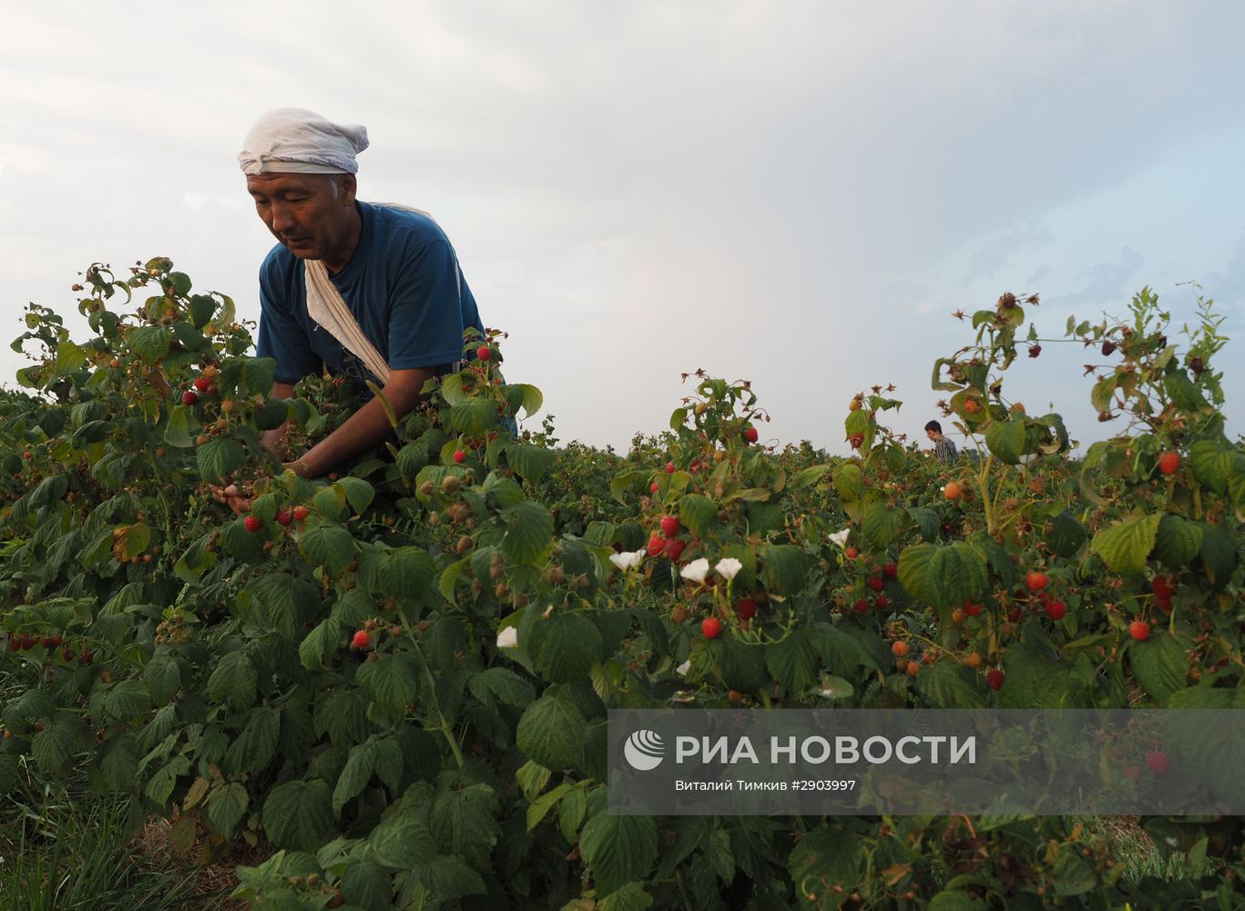 Сбор малины в Краснодарском крае