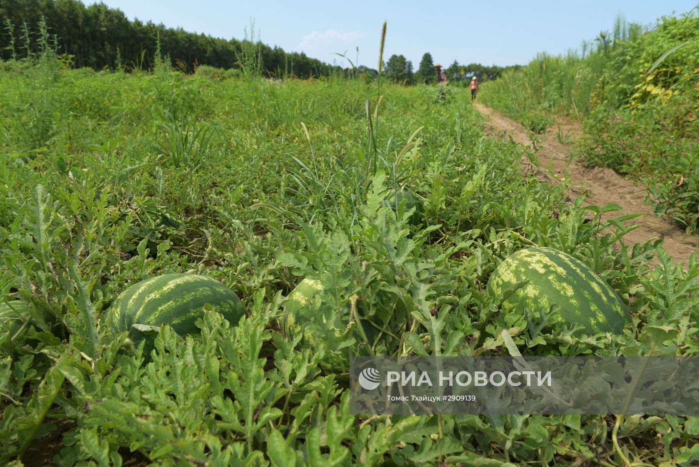 Сбор арбузов в Абхазии