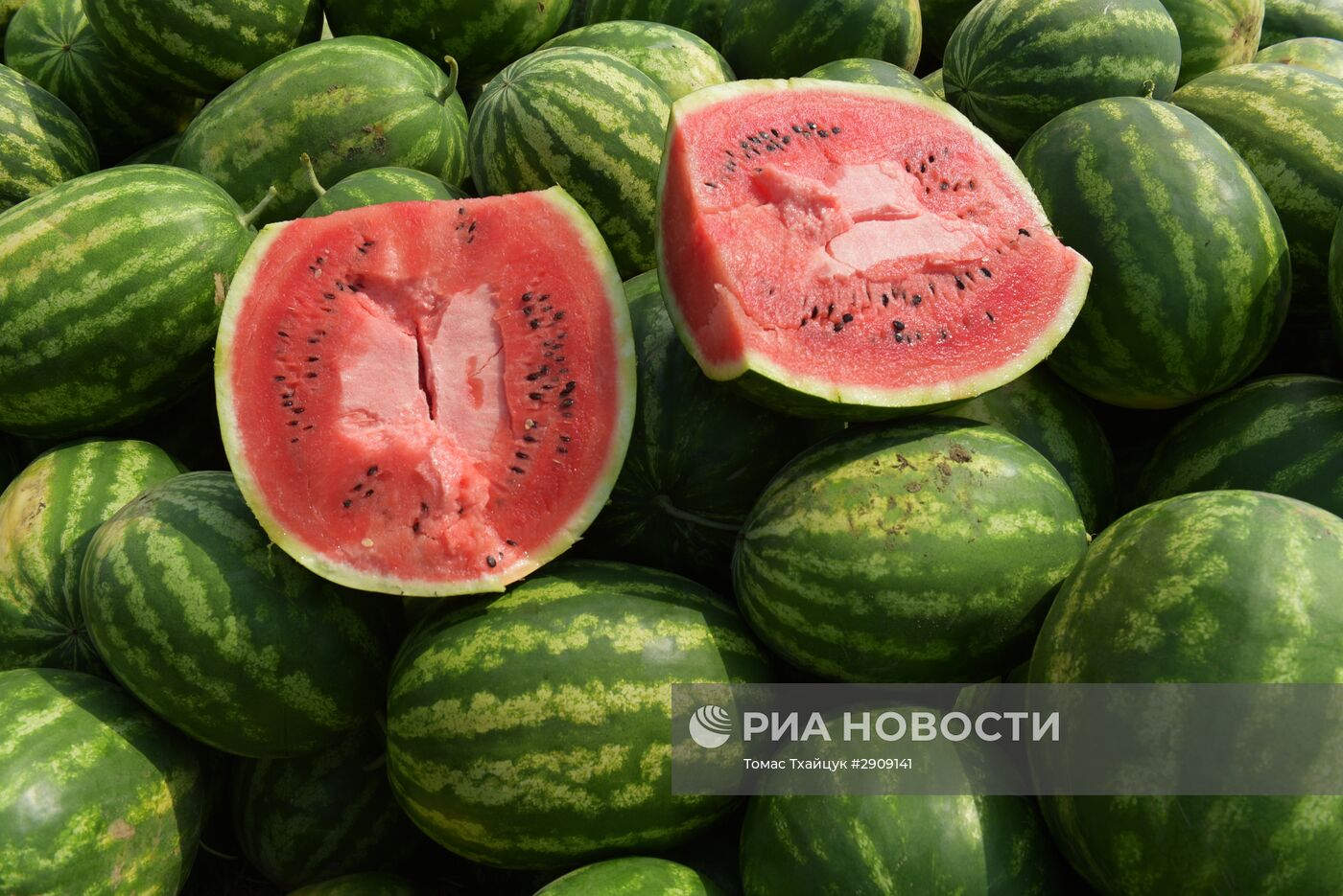 Сбор арбузов в Абхазии