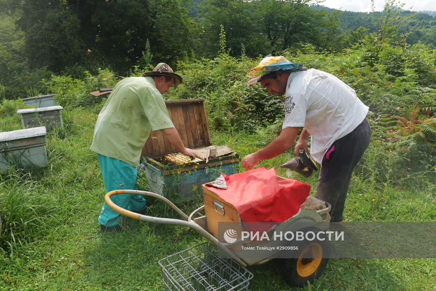 Пчеловодство в Абхазии