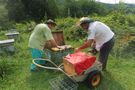 Пчеловодство в Абхазии