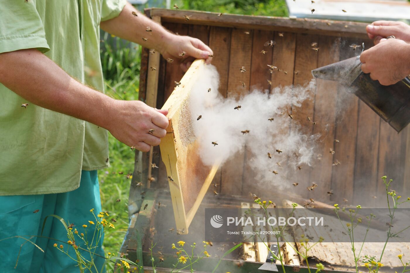 Пчеловодство в Абхазии