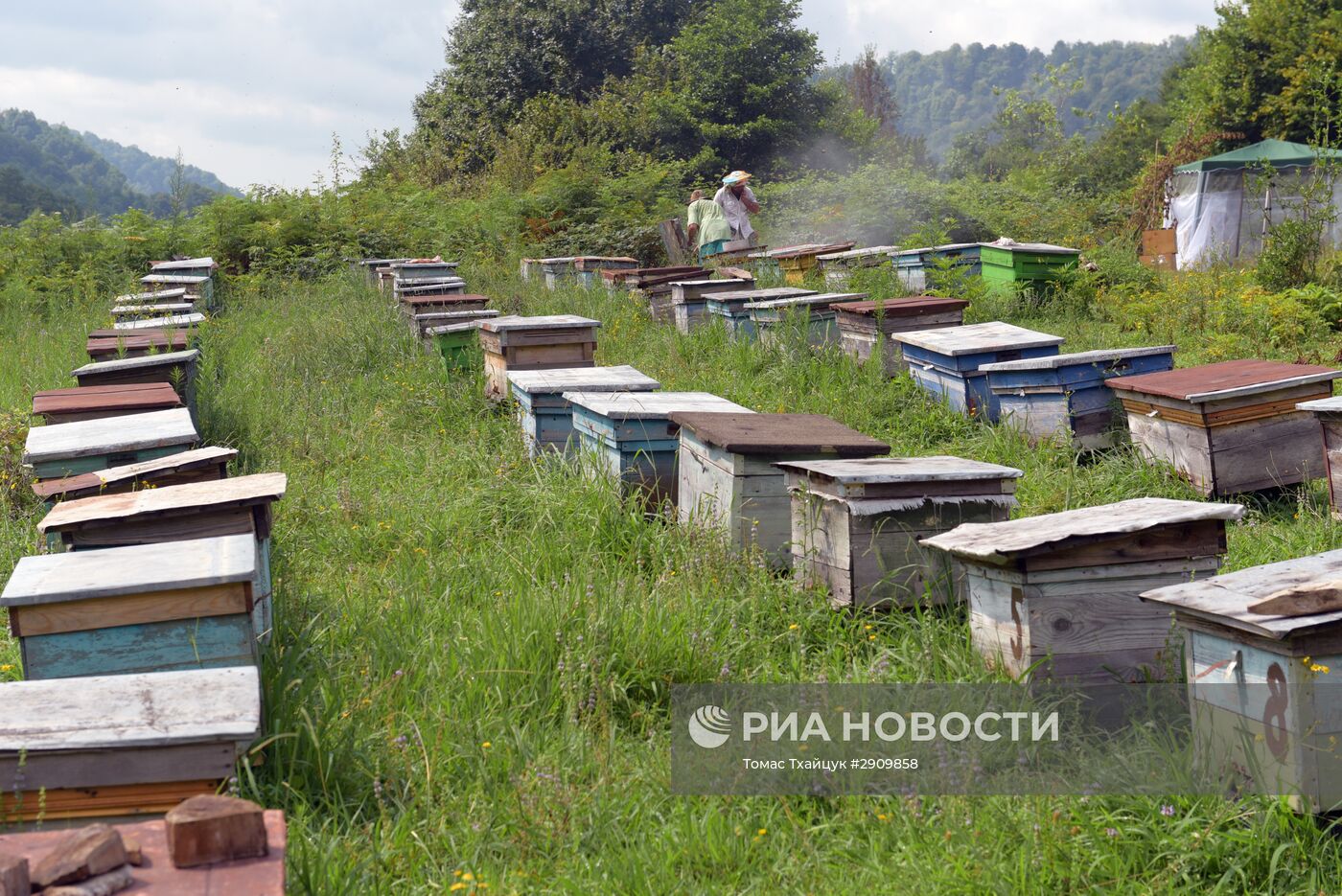 Пчеловодство в Абхазии