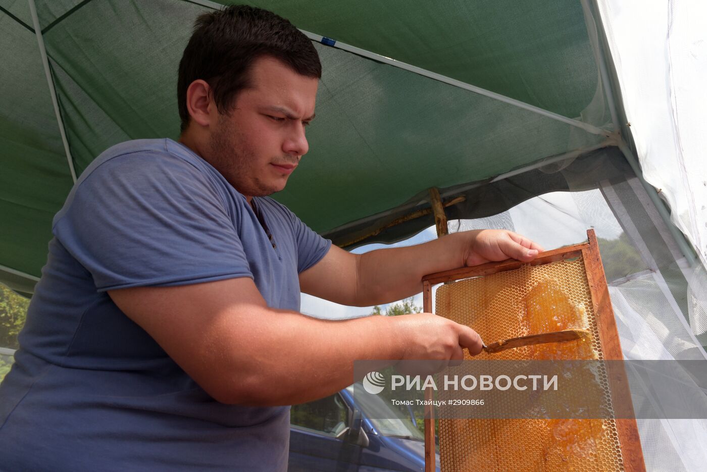 Пчеловодство в Абхазии