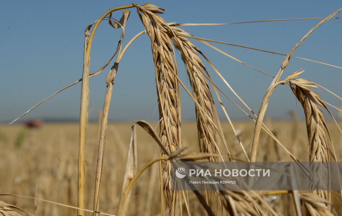 Уборка зерновых в Свердловской области