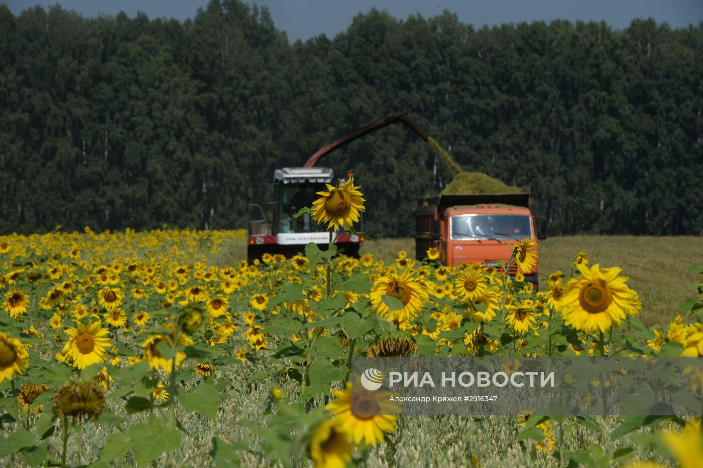 Уборка урожая зерновых в Новосибирской области