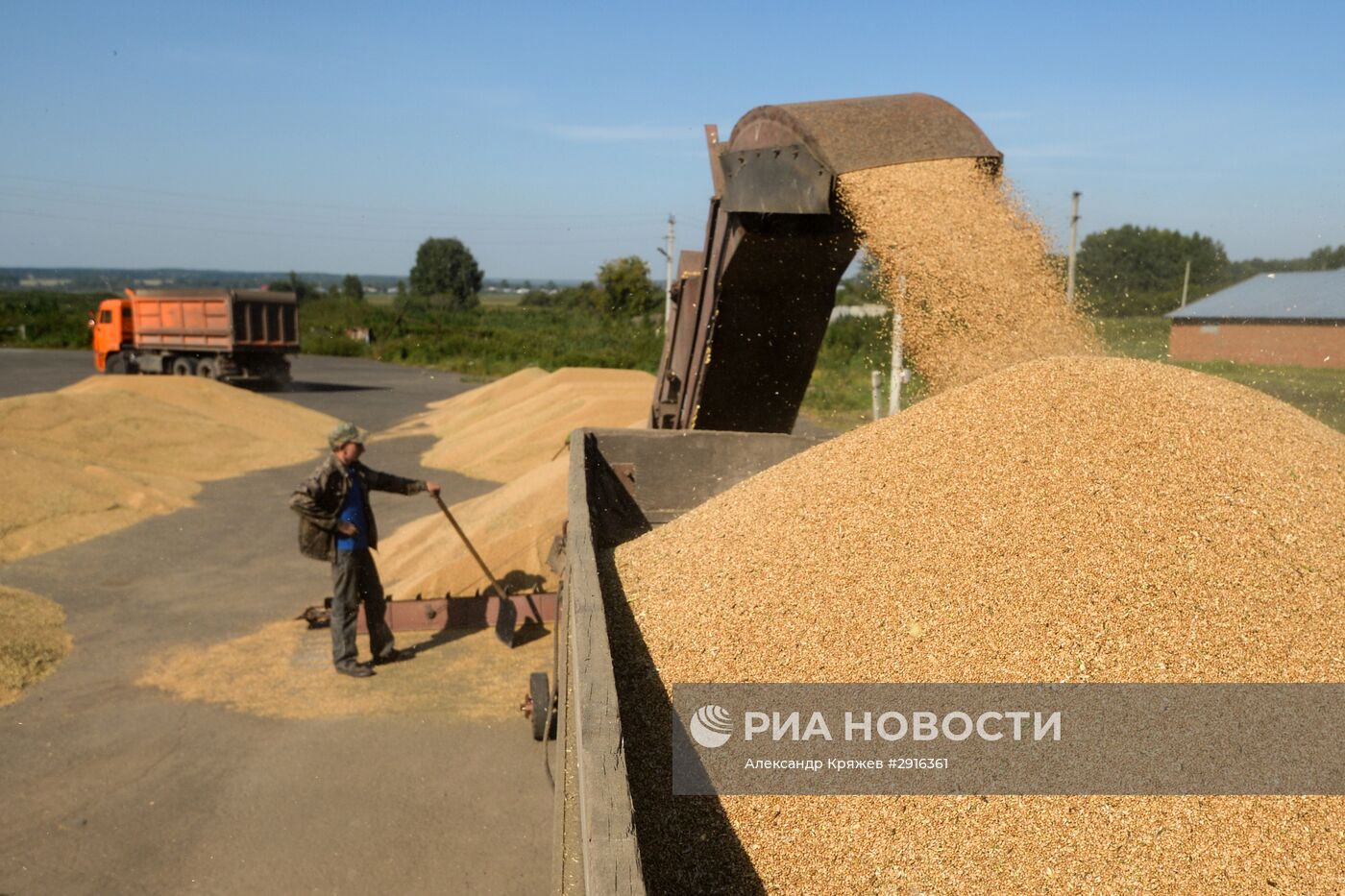 Уборка урожая зерновых в Новосибирской области